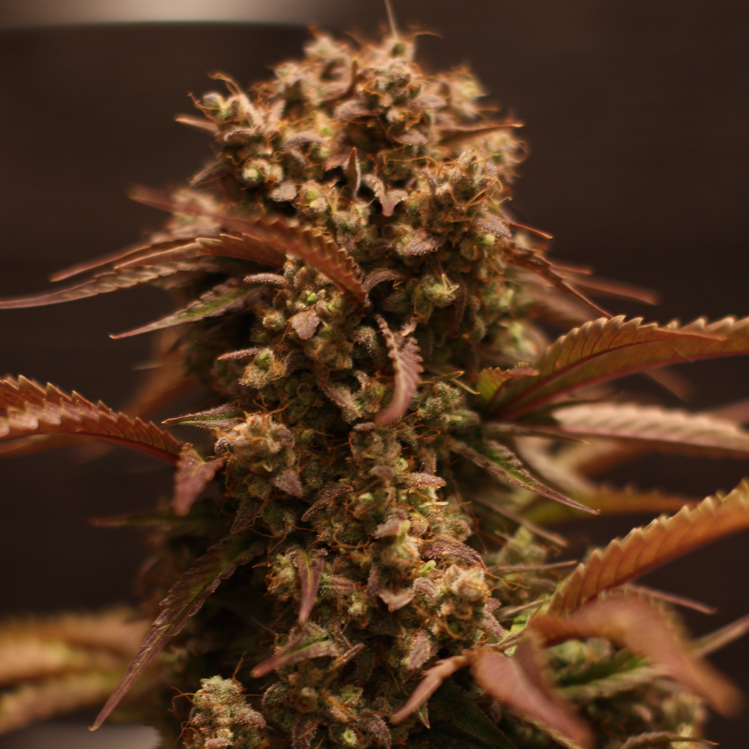 Purple Ryder Auto von Doctor’s Choice