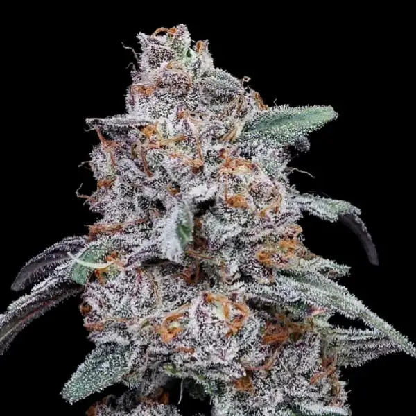 Purple People Eater Auto von DNA Genetics