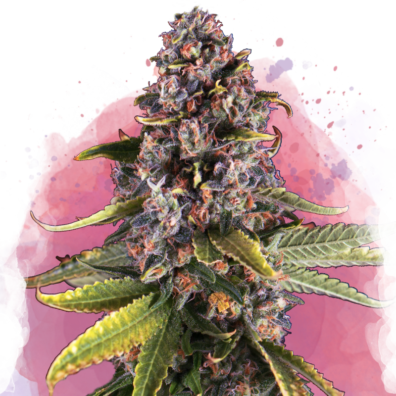 Raspberry Cough von Nirvana