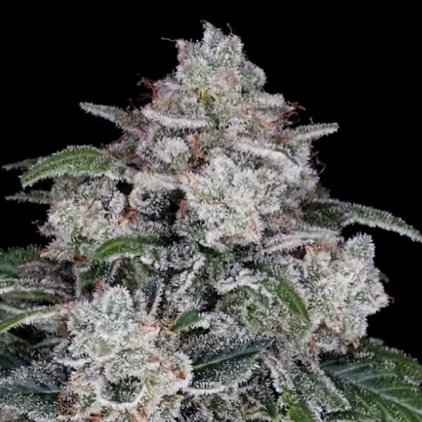 Return of the Mac Auto von DNA Genetics