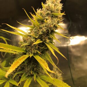 Super Silver Haze von Mr Nice