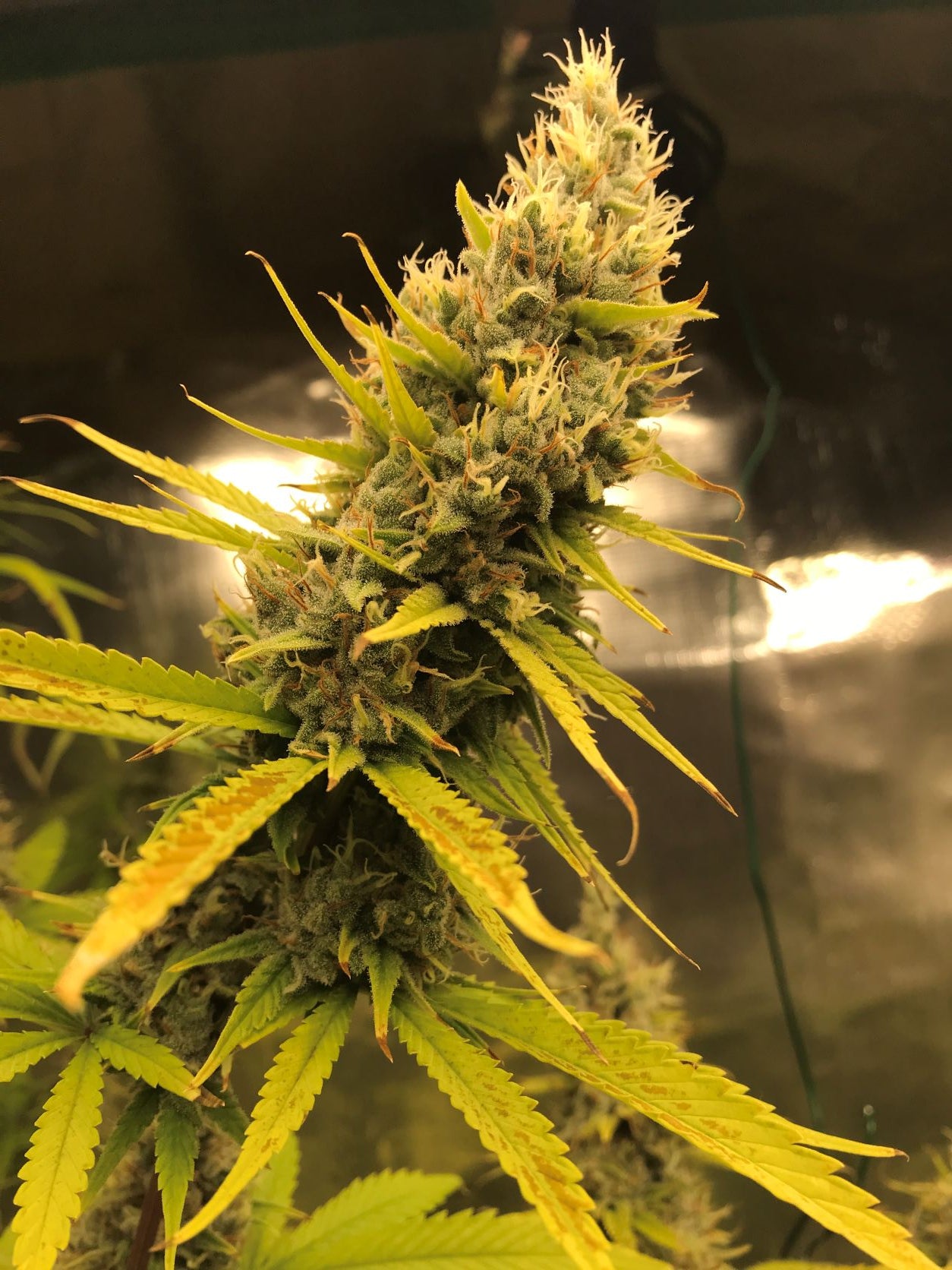 Super Silver Haze von Mr Nice