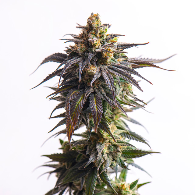 Biscotti Auto von Vision Seeds