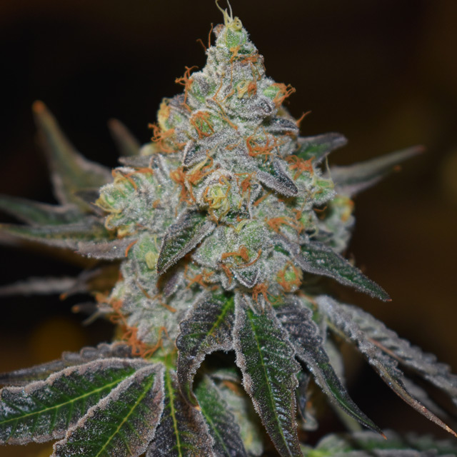 Mimosa Auto von Vision Seeds