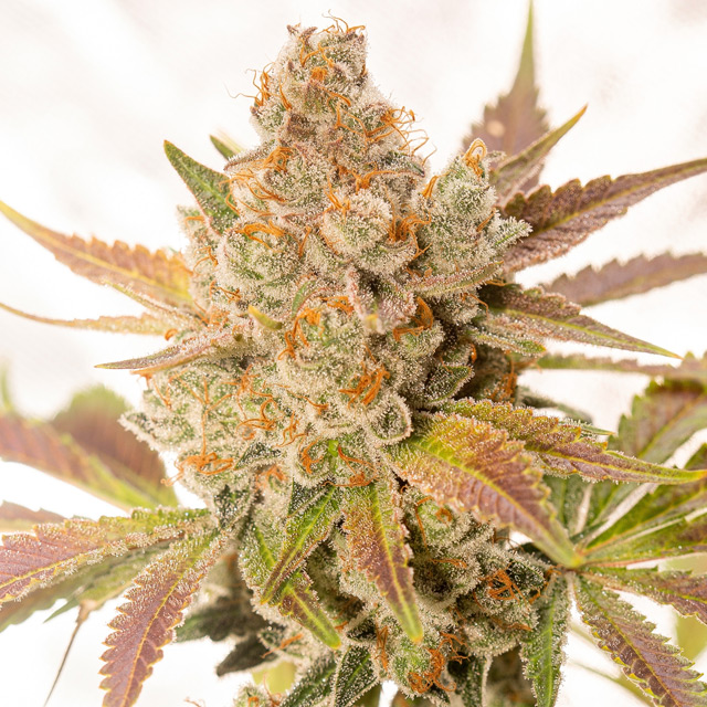 Orange Sherbert Auto von Vision Seeds