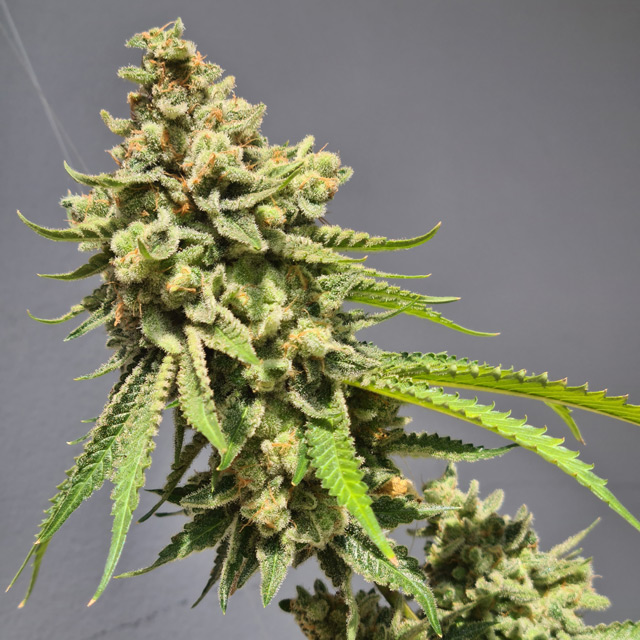 Strawberry Haze Auto von Vision Seeds