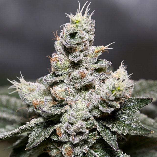 Zkittlez Auto von Vision Seeds