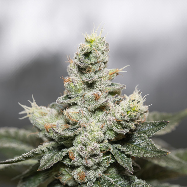 Blue Cookies x OG Kush von Vision Seeds