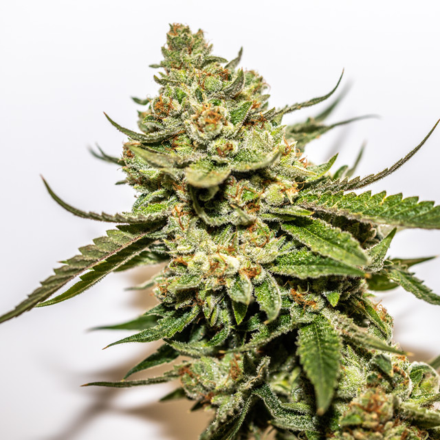 Cereal Milk x OG Kush von Vision Seeds