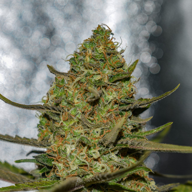 Forbidden Fruit x Spritzer von Vision Seeds