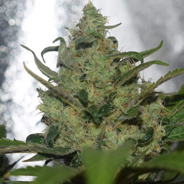 Garlotty von Vision Seeds
