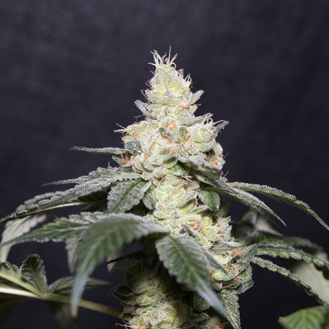 Gary Payton von Vision Seeds