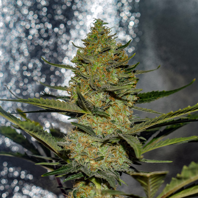 Gus Mints von Vision Seeds