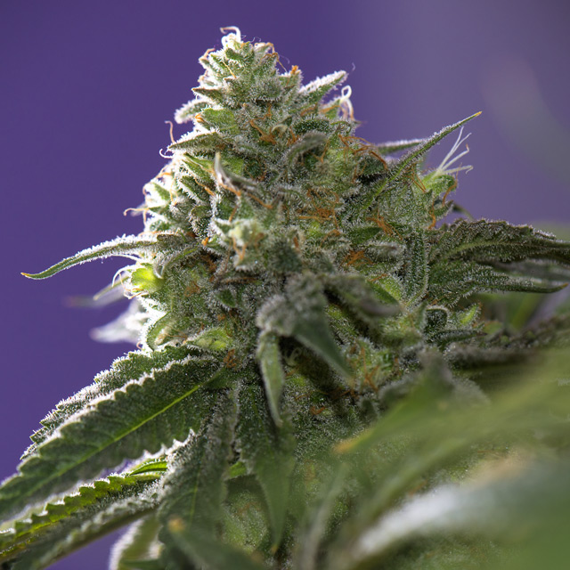 Lemon Cherry Gelato x Ice Cream von Vision Seeds