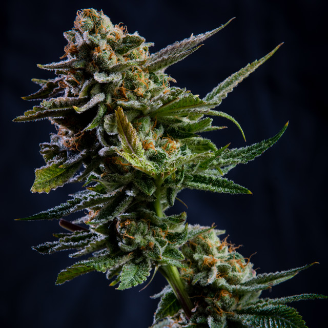 Log Cabin von Vision Seeds