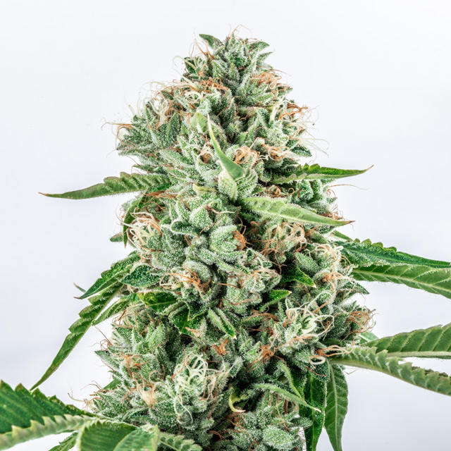 Melon Gum von Vision Seeds