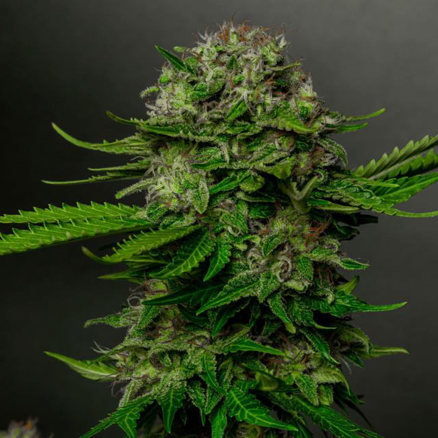 Oreoz x Spritzer von Vision Seeds