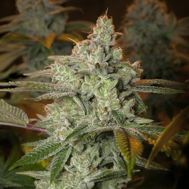 Pineapple Fruit x Alien Rock von Vision Seeds