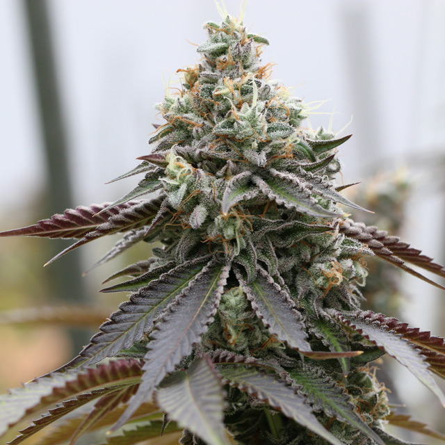 Rainbow Sherbert x Spritzer von Vision Seeds