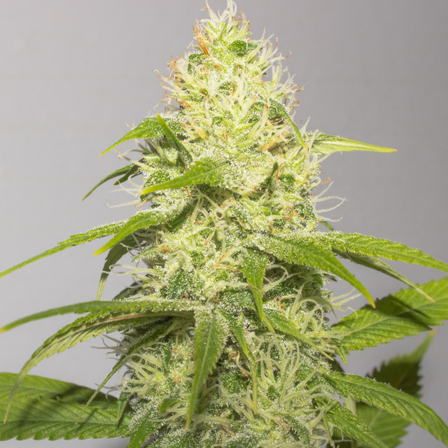 White Runtz von Vision Seeds