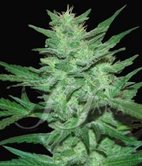 Crazy Miss Hyde von Samsara Seeds