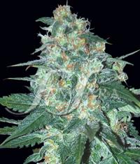 El Alquimista von Samsara Seeds