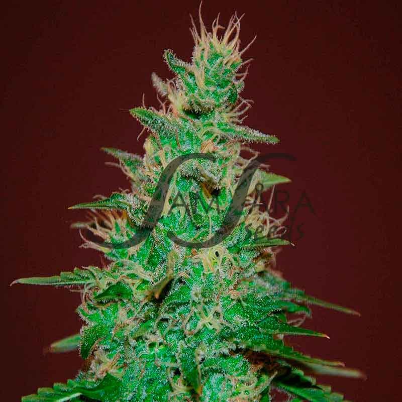 El Alquimista Auto von Samsara Seeds