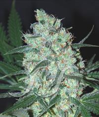 Green Love Potion von Samsara Seeds