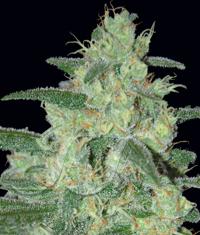 Holy Grail 69 von Samsara Seeds