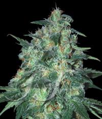 Jekyll Passion von Samsara Seeds