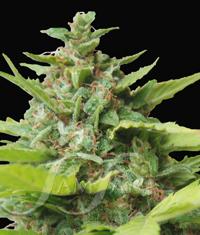 Kiss Dragon von Samsara Seeds