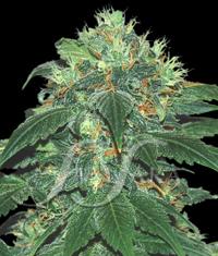 Punky Lion von Samsara Seeds