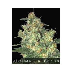 Shot Adrenaline Auto von Samsara Seeds