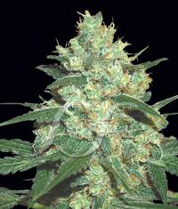 Spiritual Punk von Samsara Seeds