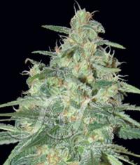 Sweet Black Angel von Samsara Seeds