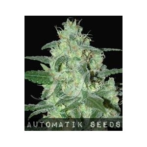 Thunder Bloody Mary Auto von Samsara Seeds