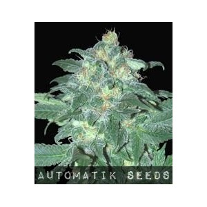 Ultraviolet Auto von Samsara Seeds