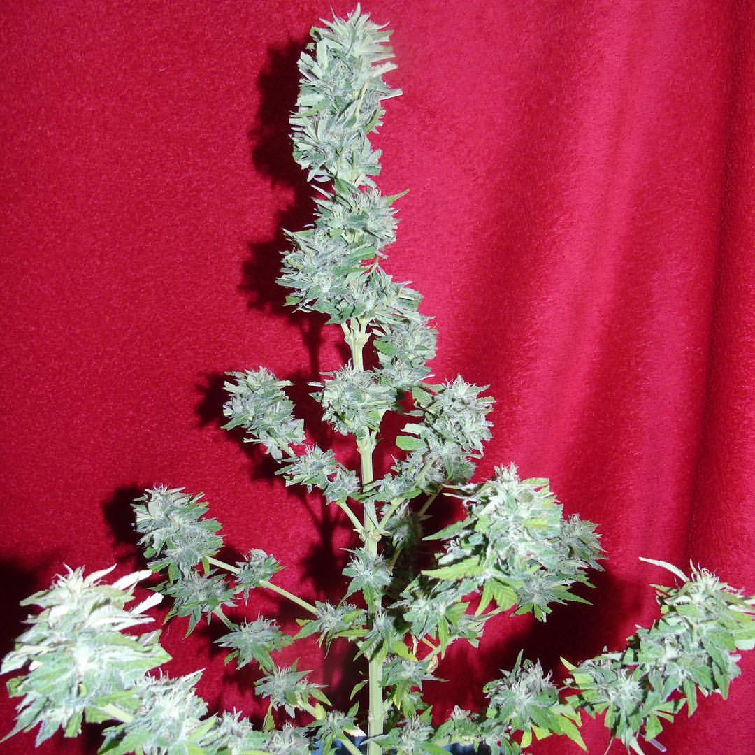King Kong Auto von Dr Underground