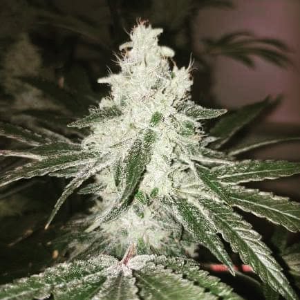 Kong 47 von Dr Underground