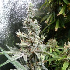 NL5 x Haze von Mr Nice