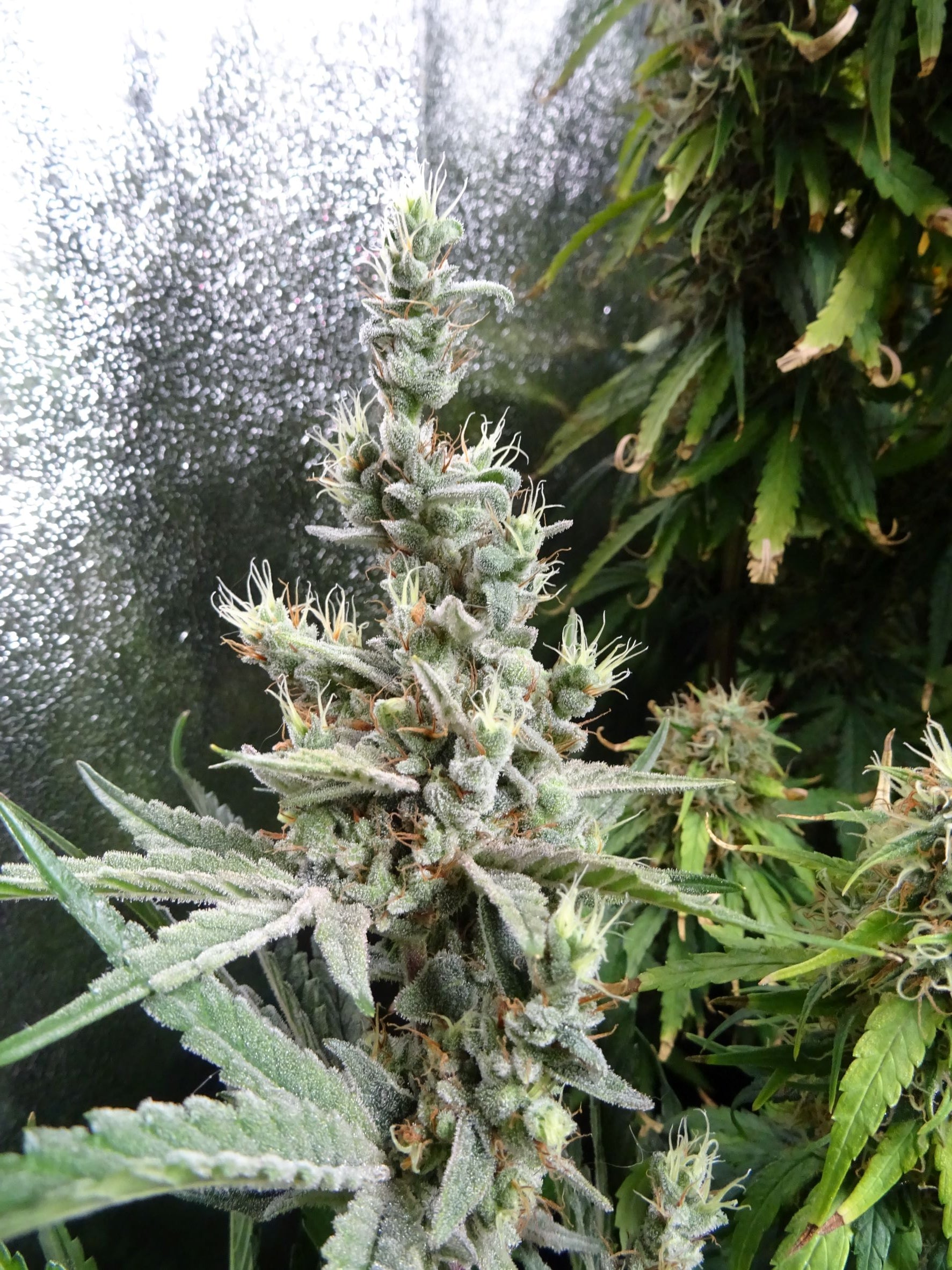 NL5 x Haze von Mr Nice