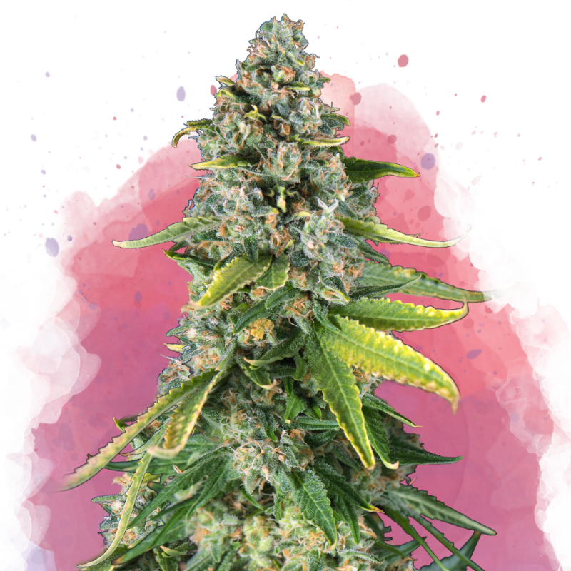 Skunk #1 von Nirvana