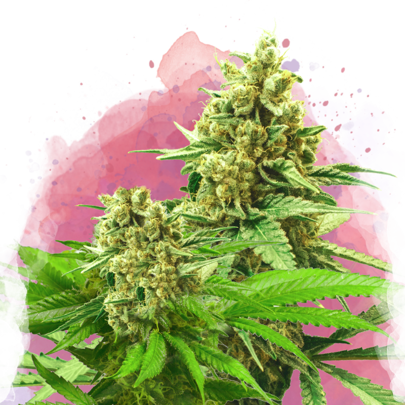 Somango XXL von Nirvana