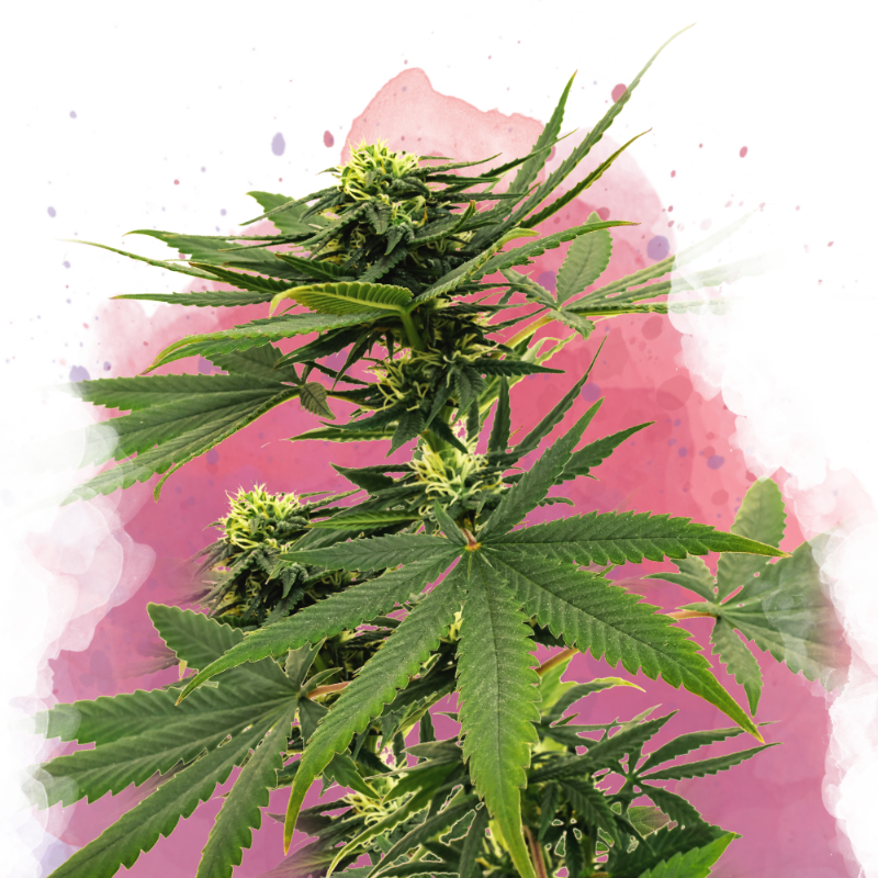 Sour Diesel von Nirvana