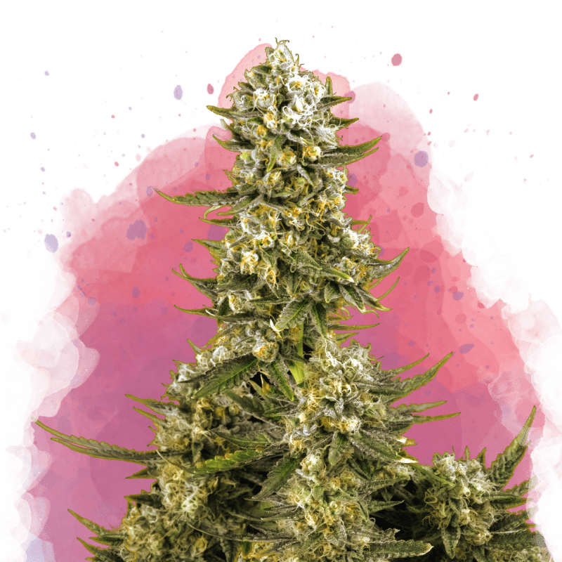 Super Silver Haze von Nirvana
