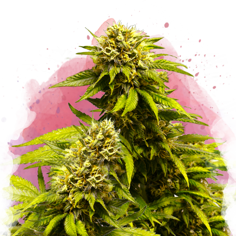Super Skunk von Nirvana