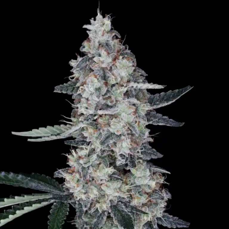 Watermelon Man Auto von DNA Genetics