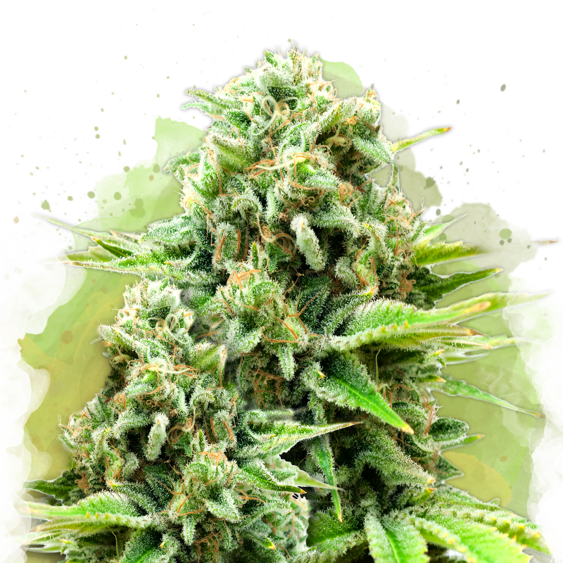 White Widow Auto von Nirvana