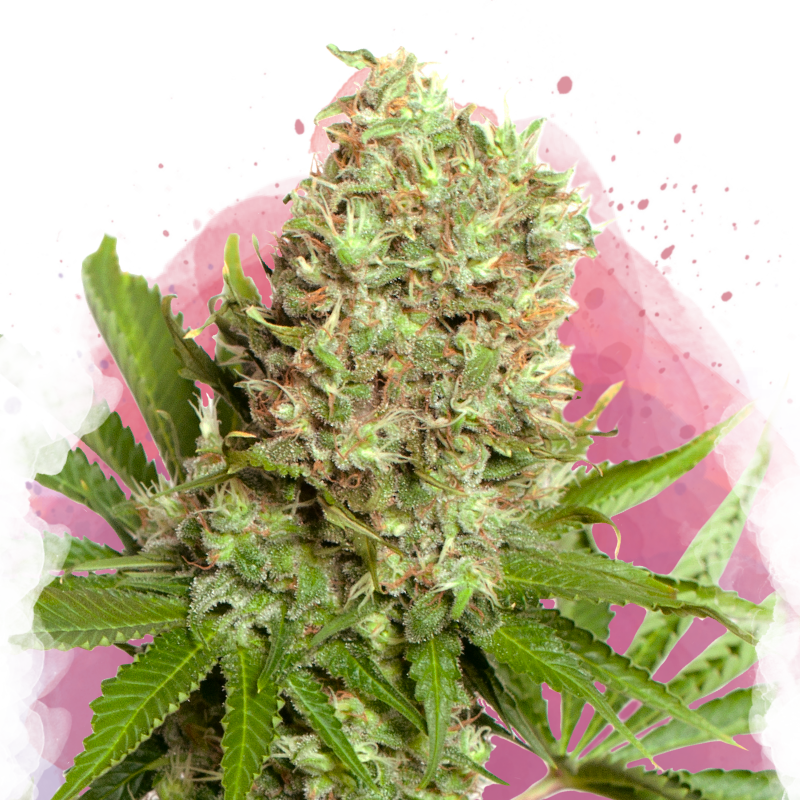 White Widow von Nirvana