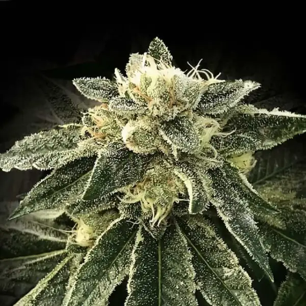 White Chocolope von DNA Genetics